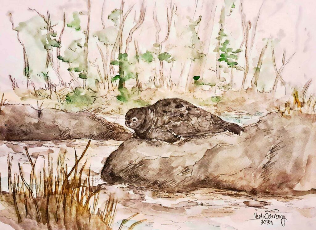 hyvät_uutiset_Saimaannorppa